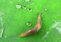 鼻涕虫的绝对天敌