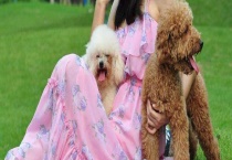 贵宾犬咳嗽怎么办？贵宾犬咳嗽的原因？