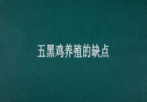五黑鸡养殖的缺点