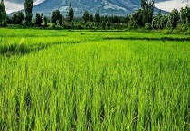 冲施肥配方及使用方法 不同品种的作物所需肥不同