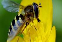 枸杞蜂蜜 具体介绍