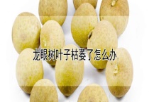 龙眼树叶子枯萎了怎么办？