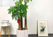 发财树养护注意事项 注意做好越冬防寒工作