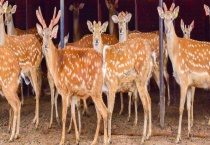 野生梅花鹿平时喜欢吃什么？有什么特征