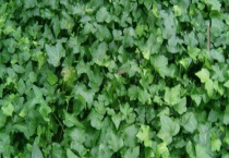 一年四季常绿爬墙植物