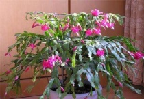 蟹爪兰叶子软塌塌的怎么回事