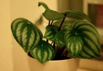 什么是西瓜皮椒草