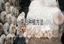 菌包种植多久？