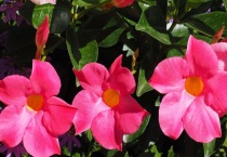 红蝉花和飘香藤的差别