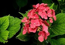 绣球花喜欢阳光吗？