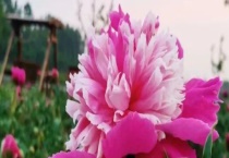 牡丹和芍药的区别？有哪些？附芍药别称