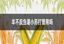 羊不反刍灌小苏打管用吗？