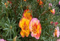 太阳花传播种子的方式 附太阳花的养护多久？