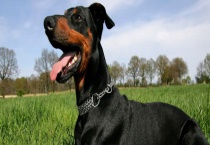 杜宾犬怎么饲养？附饲养管理和训练多久？