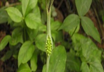 法半夏具有燥湿化痰效果 它有什么别的名字