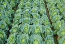 大头菜是不是圆白菜 附大白菜的生长习性