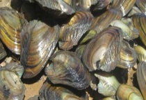 河蚌的繁殖方法 有哪些生活习性