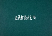 金钱树浇水行吗？