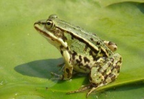 青蛙生活在什么地方