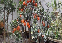 金弹子移栽注意什么？