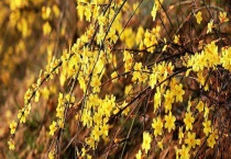 金钟花和迎春花有什么不同 附迎春花的养护多久？