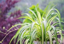 吊兰快死了怎么办？