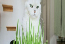 猫草是薄荷吗？