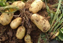 土豆不开花能结土豆吗？