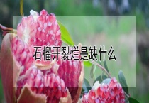 石榴开裂烂是缺什么？