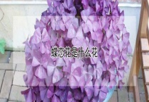 蝶恋花是什么花