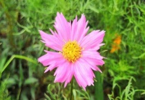 大波斯菊和格桑花区别？