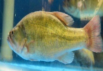 鲢鱼是什么生活习性？鲢鱼吃什么？