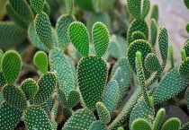 仙人掌适应沙漠生活的特点