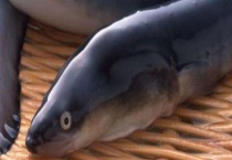 鳗鱼疾病防治技术 鳗鱼常见疾病发病症状