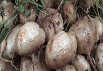 白地瓜能不能生吃 生吃白地瓜有什么好处