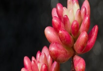 虹之玉掉叶子怎么办？附虹之玉的生长习性和养殖多久？