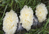 银耳产地是哪里 附银耳的生长环境、功效与作用