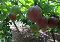 百香果的采收及保存多久？