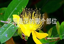 花蕊是花的哪个部位