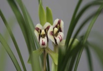 兰花什么时候开花？兰花为什么不开花