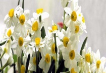 水仙花为什么要切球 附切球多久？