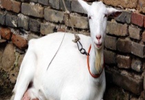 一只奶羊一天的产奶量是多少 关于奶羊的介绍