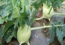 苤蓝可不可以生吃 附具体食用多久？