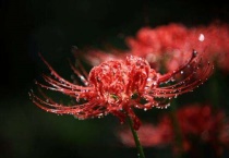 石蒜和彼岸花的区别？