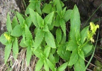 玄参什么时候开花 附地理分布