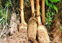 天麻生虫怎么处理 附天麻的保存多久？