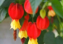 像灯笼一样的植物叫什么？