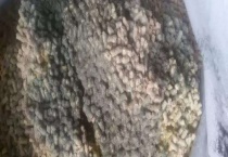 夏季饲料防霉技术 夏季饲料的防霉多久？