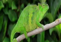 哪些动物是变色龙的天敌 变色龙为什么会变色