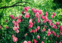 耐阴爬藤植物有哪些？